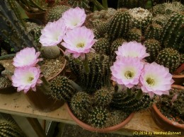 Echinopsis Hybride 001